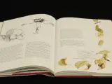 De Elfen Beschreven en geilustreed door Brian Froud & Alan Lee – Van Holkema & Warendorf – foto 4 – kavel bij De Kringwinkel, Antwerpen