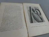 Oud boek over insecten van Emile Blanchard – foto 9 – kavel bij De Kringwinkel, Diest