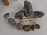 Verzameling mineralen, fossielen en edelstenen – foto 3 – kavel bij De Kringwinkel, Heverlee