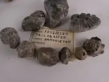Verzameling mineralen, fossielen en edelstenen – foto 4 – kavel bij De Kringwinkel, Heverlee