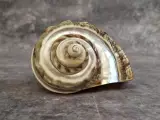 Grote Gepolijste Parelmoer schelp - Turbo Marmoratus Schelp met Regenboogglans – kavel bij De Kringwinkel, Gent