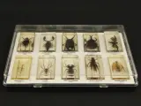 Natuurlot: 4 displayboxen met insecten en spinnen in harsblokken – foto 2 – kavel bij De Kringwinkel, Antwerpen