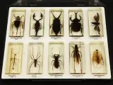 Natuurlot: 4 displayboxen met insecten en spinnen in harsblokken – foto 3 – kavel bij De Kringwinkel, Antwerpen