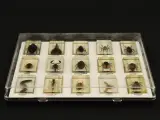 Natuurlot: 4 displayboxen met insecten en spinnen in harsblokken – foto 4 – kavel bij De Kringwinkel, Antwerpen