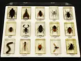 Natuurlot: 4 displayboxen met insecten en spinnen in harsblokken – foto 5 – kavel bij De Kringwinkel, Antwerpen