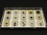 Natuurlot: 4 displayboxen met insecten en spinnen in harsblokken – foto 6 – kavel bij De Kringwinkel, Antwerpen