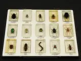 Natuurlot: 4 displayboxen met insecten en spinnen in harsblokken – foto 7 – kavel bij De Kringwinkel, Antwerpen