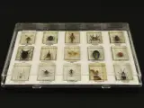 Natuurlot: 4 displayboxen met insecten en spinnen in harsblokken – foto 8 – kavel bij De Kringwinkel, Antwerpen