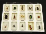 Natuurlot: 4 displayboxen met insecten en spinnen in harsblokken – foto 9 – kavel bij De Kringwinkel, Antwerpen