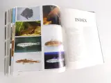 Atlas of Aquarium Fishes - 2-delige set referentieboeken – foto 9 – kavel bij De Kringwinkel, Heverlee