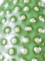 Set van 3 Serax cactusvazen – foto 4 – kavel bij De Kringwinkel, Heverlee