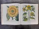 Boek: Le Jardin d'Eichstätt – foto 7 – kavel bij De Kringwinkel, Gent