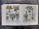 Boek: Le Jardin d'Eichstätt – foto 9 – kavel bij De Kringwinkel, Gent