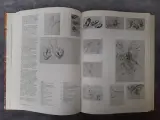 Boek: Duo van kunstboeken over Van Gogh – foto 5 – kavel bij De Kringwinkel, Gent