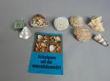 Verzameling schelpen en koraal met Shell-boekje – kavel bij De Kringwinkel, Diest