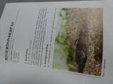 Boek De vissen van onze Vlaamse beken en rivieren – foto 5 – kavel bij De Kringwinkel, Diest