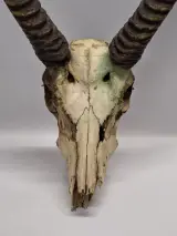 Schedel van een Afrikaanse ellipsenwaterbok met imposante hoorns – foto 2 – kavel bij De Kringwinkel, Gent