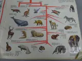 Stickerboek zoogdieren – foto 3 – kavel bij De Kringwinkel, Diest