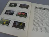 Klassiek Verkade-album Bosch en Heide – foto 9 – kavel bij De Kringwinkel, Diest
