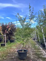 Japanse notenboom, Ginkgo Biloba, dakboom, ca. 150-200 cm hoog – foto 2 – kavel bij Onlineveilingmeester, Ederveen