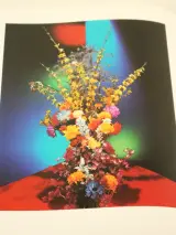 Flora Photographica Bloemen in de fotografie van 1835 tot Heden – Wiliam Erwing SDU uitgeverij koninginnengracht/uitgeverij Focus 's-Gravenhage/ Ams… – foto 10 – kavel bij De Kring