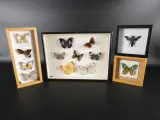 Verzameling van ingelijste vlinders en insecten in vitrinekaders – kavel bij De Kringwinkel, Heverlee