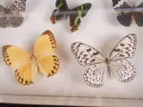 Verzameling van ingelijste vlinders en insecten in vitrinekaders – foto 2 – kavel bij De Kringwinkel, Heverlee