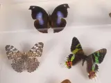 Verzameling van ingelijste vlinders en insecten in vitrinekaders – foto 3 – kavel bij De Kringwinkel, Heverlee