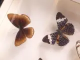 Verzameling van ingelijste vlinders en insecten in vitrinekaders – foto 4 – kavel bij De Kringwinkel, Heverlee