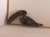 Verzameling van ingelijste vlinders en insecten in vitrinekaders – foto 5 – kavel bij De Kringwinkel, Heverlee