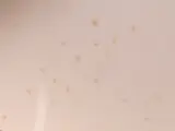 Verzameling van ingelijste vlinders en insecten in vitrinekaders – foto 6 – kavel bij De Kringwinkel, Heverlee