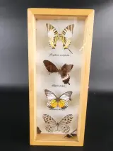 Verzameling van ingelijste vlinders en insecten in vitrinekaders – foto 8 – kavel bij De Kringwinkel, Heverlee