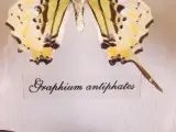 Verzameling van ingelijste vlinders en insecten in vitrinekaders – foto 10 – kavel bij De Kringwinkel, Heverlee