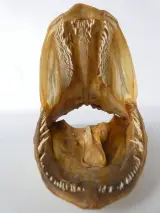 Gedroogde vissenkop decoratie – foto 10 – kavel bij De Kringwinkel, Heverlee