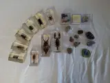Insecten- en mineralencollectie – kavel bij De Kringwinkel, Oudenaarde
