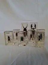 Insecten- en mineralencollectie – foto 2 – kavel bij De Kringwinkel, Oudenaarde
