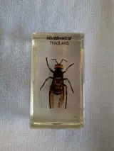 Insecten- en mineralencollectie – foto 3 – kavel bij De Kringwinkel, Oudenaarde