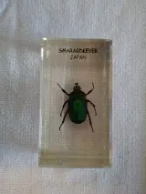 Insecten- en mineralencollectie – foto 4 – kavel bij De Kringwinkel, Oudenaarde