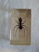 Insecten- en mineralencollectie – foto 5 – kavel bij De Kringwinkel, Oudenaarde