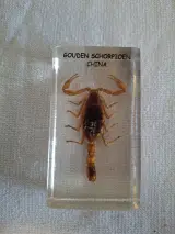 Insecten- en mineralencollectie – foto 6 – kavel bij De Kringwinkel, Oudenaarde