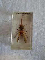 Insecten- en mineralencollectie – foto 7 – kavel bij De Kringwinkel, Oudenaarde
