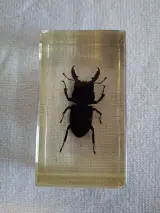 Insecten- en mineralencollectie – foto 8 – kavel bij De Kringwinkel, Oudenaarde