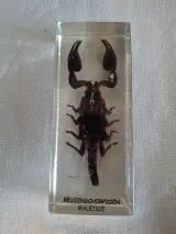 Insecten- en mineralencollectie – foto 9 – kavel bij De Kringwinkel, Oudenaarde