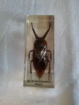 Insecten- en mineralencollectie – foto 10 – kavel bij De Kringwinkel, Oudenaarde