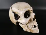 Decoratieve schedel van metaal – kavel bij De Kringwinkel, Heverlee