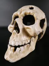 Decoratieve schedel van metaal – foto 2 – kavel bij De Kringwinkel, Heverlee