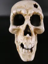 Decoratieve schedel van metaal – foto 4 – kavel bij De Kringwinkel, Heverlee
