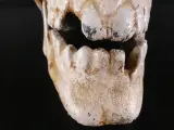 Decoratieve schedel van metaal – foto 5 – kavel bij De Kringwinkel, Heverlee