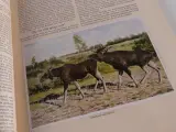 Vintage plaatjesalbums uit de jaren 1930–1950 – foto 16 – kavel bij De Kringwinkel, Heverlee