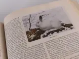 Vintage plaatjesalbums uit de jaren 1930–1950 – foto 17 – kavel bij De Kringwinkel, Heverlee